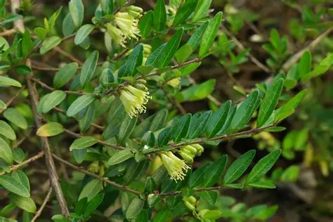Brillantina – Follaje Natural Aninohora