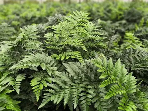 Helecho de Hoja de Cuero – Follaje Aninohora