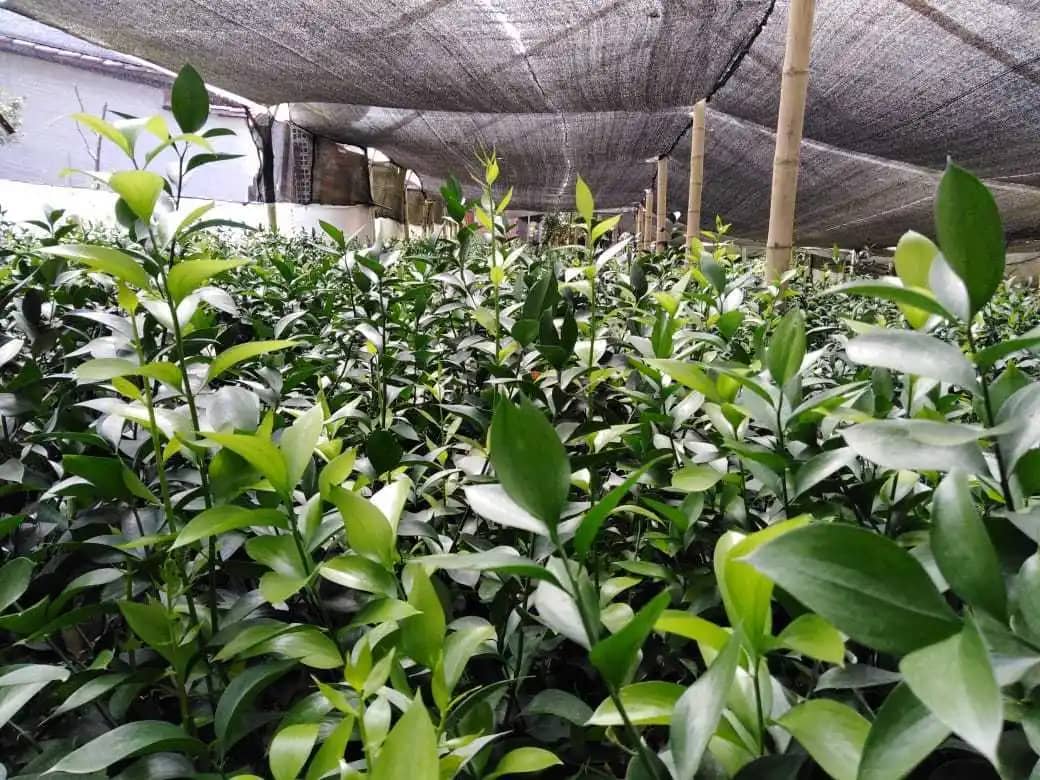 Ruscus – Follaje Natural Aninohora